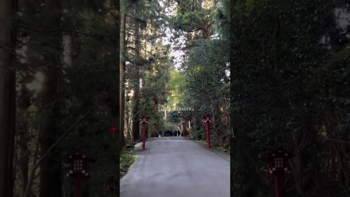LET'S TAKE A WALK TO HAKONE SHRINE IN KANAGAWA