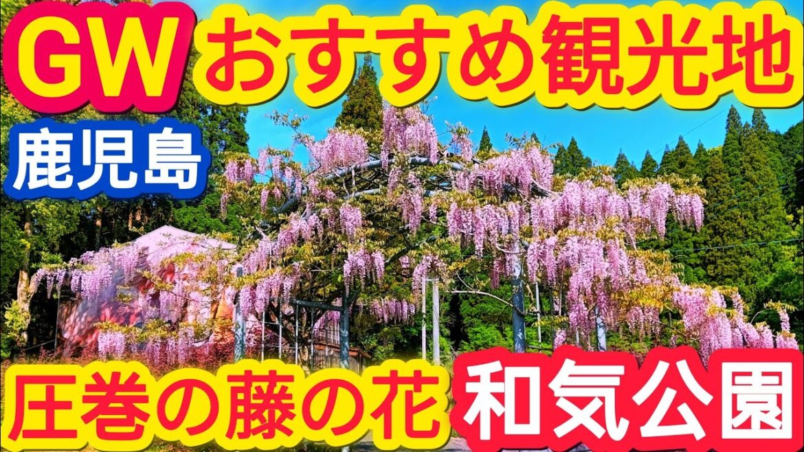 和気公園(藤の花)【鹿児島観光】【霧島市観光】 和気公園(藤の花)【鹿児島観光】【霧島市観光】