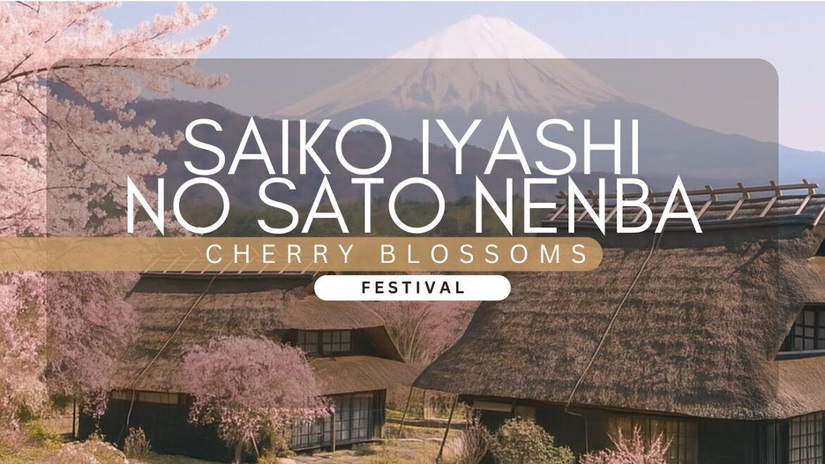 Best View of Mount Fuji, Sakura and Hut | Saiko Iyashi no Sato Nenba | 西湖いやしの里根場 Best View of Mount Fuji, Sakura and Hut | Saiko Iyashi no Sato Nenba | 西湖いやしの里根場