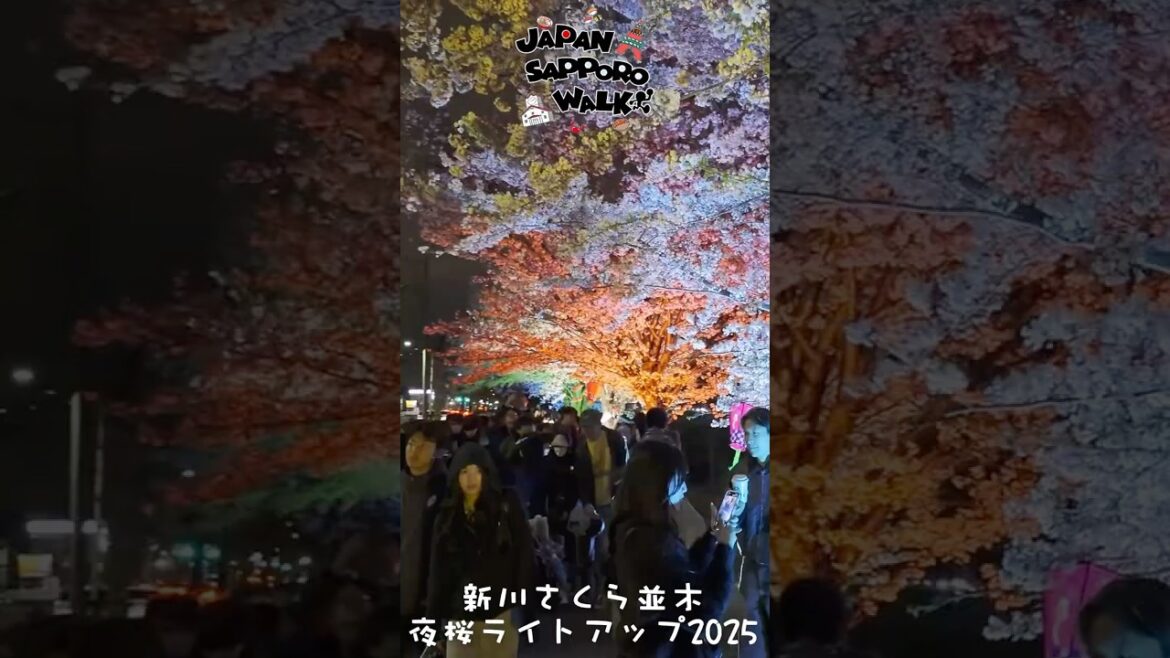 🇯🇵新川さくら並木 夜桜 ライトアップ 散歩 2025！#新川さくら並木 #札幌 #北海道 #観光