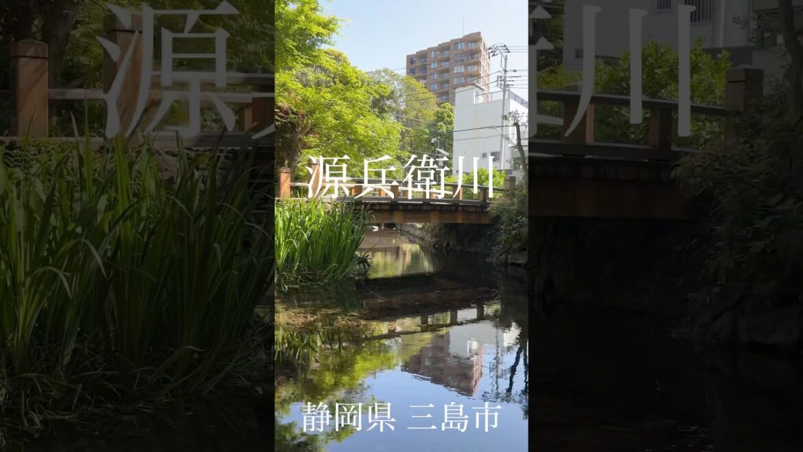 【三島】市民に愛される源兵衛川を散歩してその魅力をお伝えします✨️