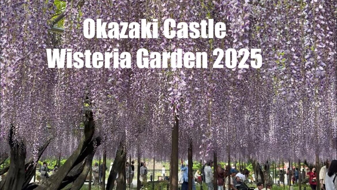 Okazaki Castle Wisteria Garden in Full Bloom (27.5.2025) | 岡崎城 五万石藤 満開