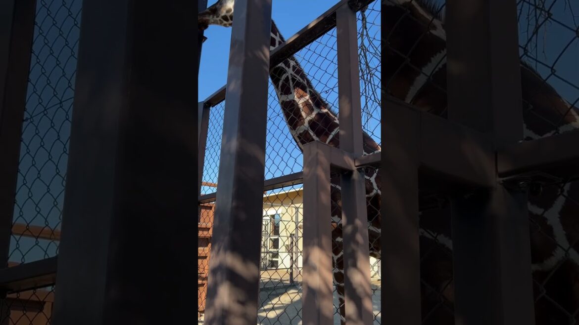 【KYOTO】Must-See Tourist Attraction – Kyoto City Zoo 【KYOTO】Must-See Tourist Attraction - Kyoto City Zoo