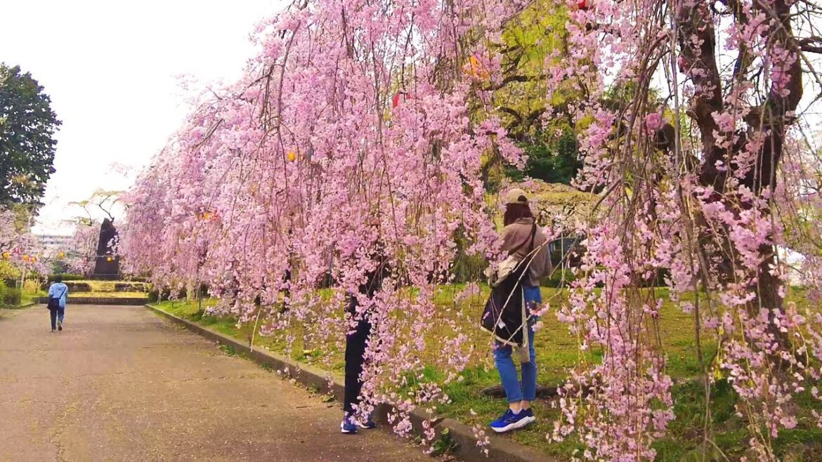 [4K]🇯🇵 Miyagi Walk - Sakura Stroll: Tsutsujigaoka Park to Sendai Station - Apr. 2025