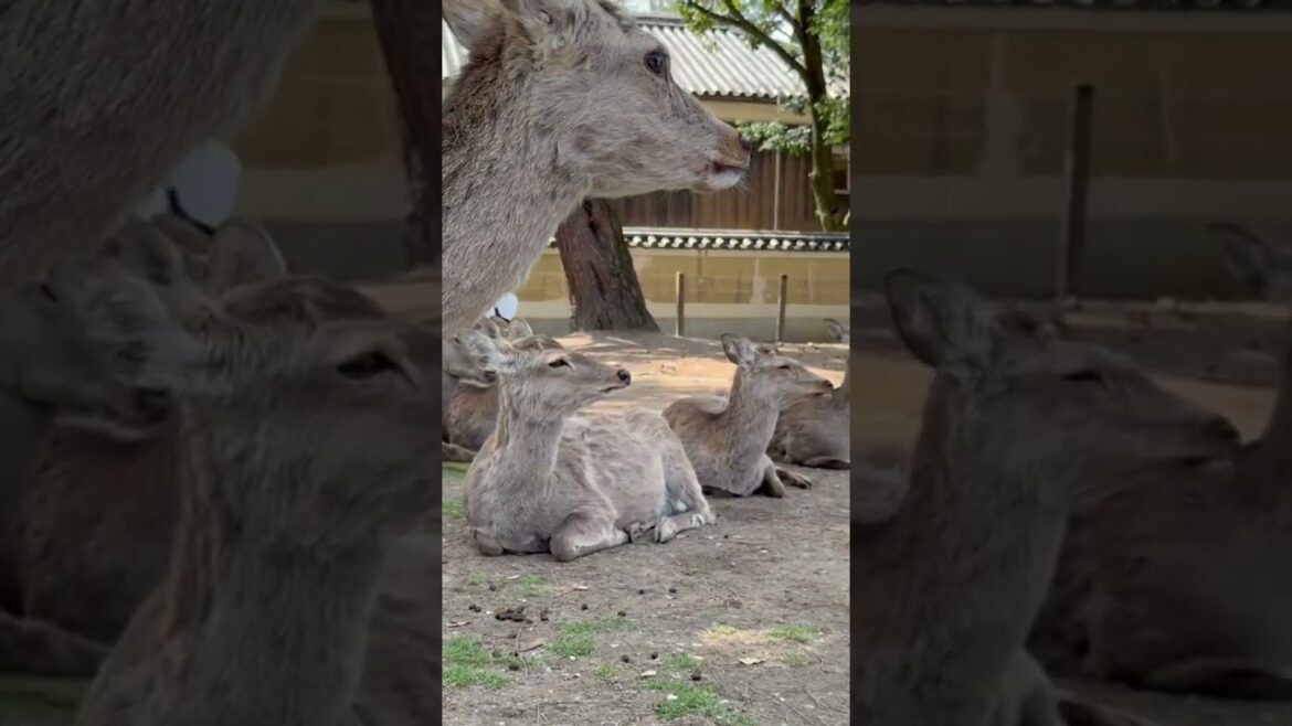 Day trip to Nara Park in April 2025 #osaka  #vlog #japaneseculture #travel #narapark #deer #japan