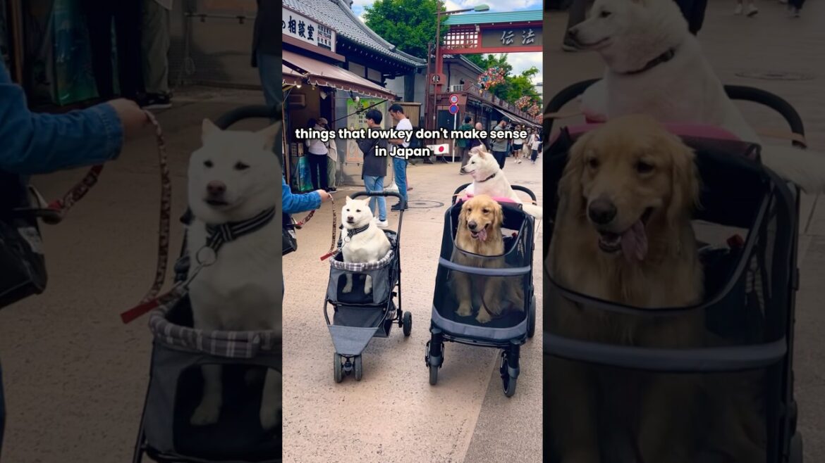 Things in Japan That Just Make Zero Sense 🇯🇵 Things in Japan That Just Make Zero Sense 🇯🇵