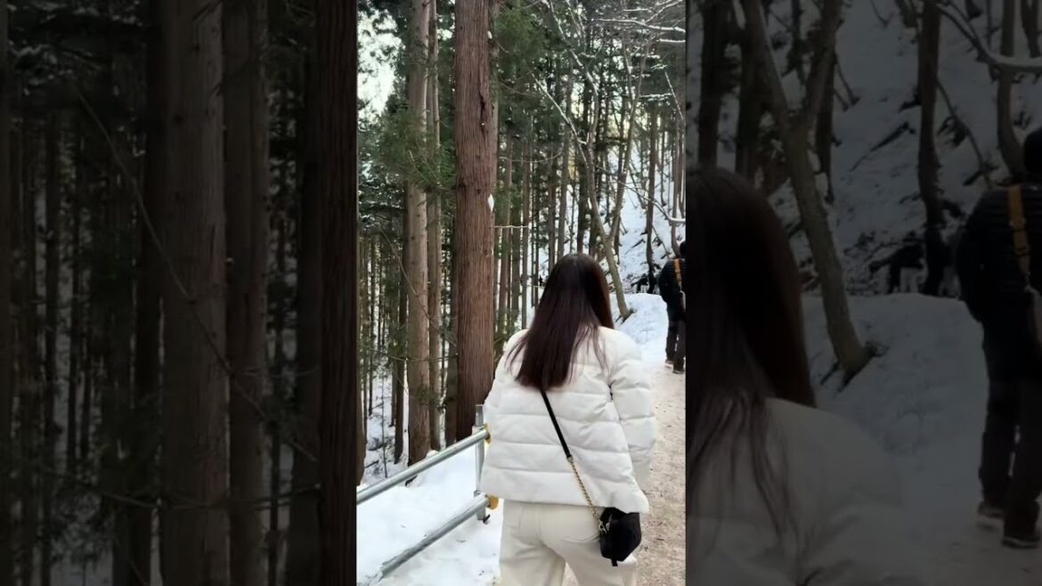 Nagano Day 1 #japan  #travel  #winter  #snow #matsumotocastle #nagano #snowmonkey #japancastle