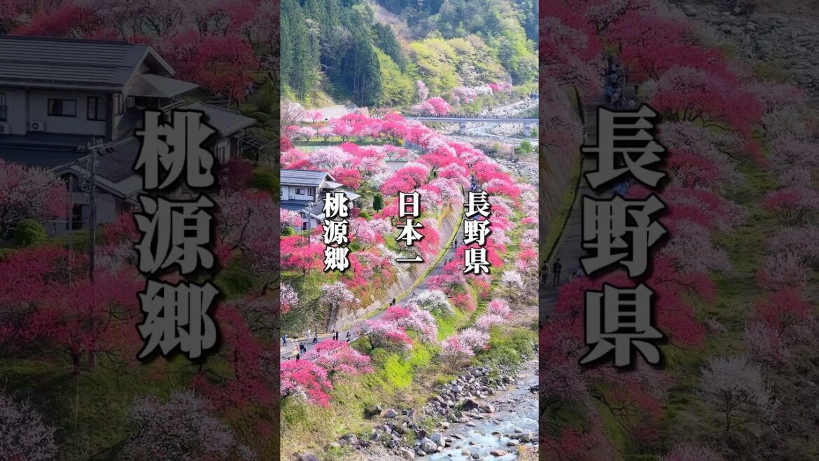 日本一の桃源郷と称される春の絶景スポット #長野グルメ #信州グルメ #長野観光 #長野旅行 #長野県 #阿智村 #信州 #花桃