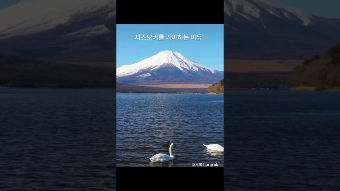 일본의시즈오카를 가야하는이유  #후지산  #자유여행 #시즈오카  #일본소도시여행 #일본여행