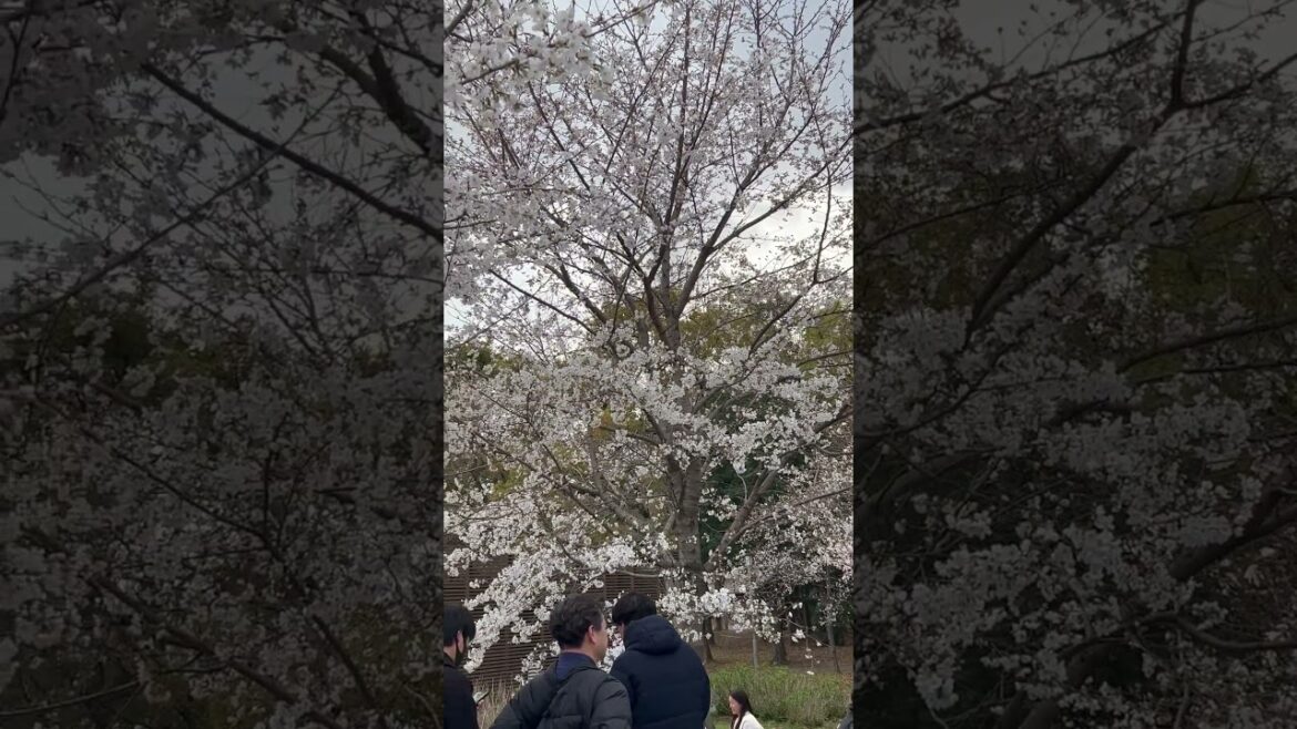 【OSAKA】Must-See Spring Cherry Blossom Spot - Osaka Castle Park