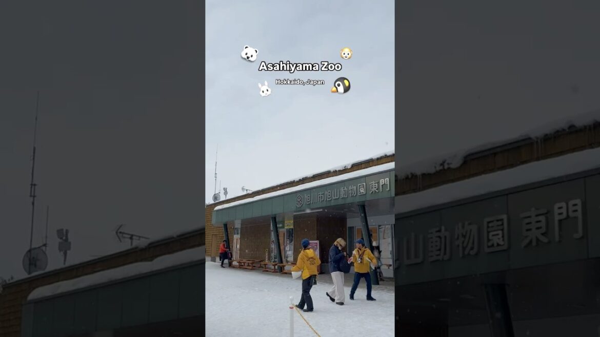 #AsahiyamaZoo at #Hokkaido #Japan 💕 #Travel #Vlog