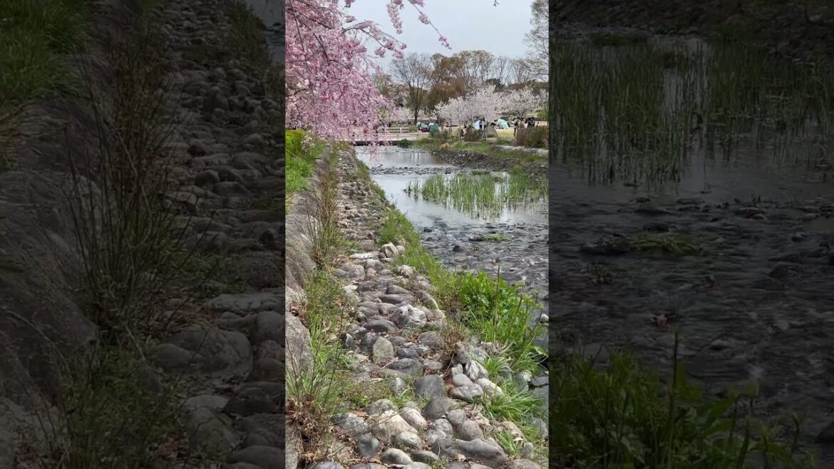 【OSAKA】Must-See Spring Cherry Blossom Spot – Expo Commemorative Park 【OSAKA】Must-See Spring Cherry Blossom Spot - Expo Commemorative Park