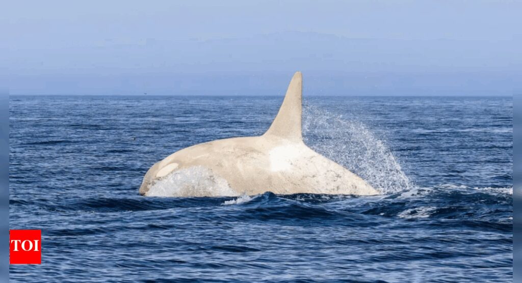 White killer whale spotted in Japan: Why are these mammals so rare?