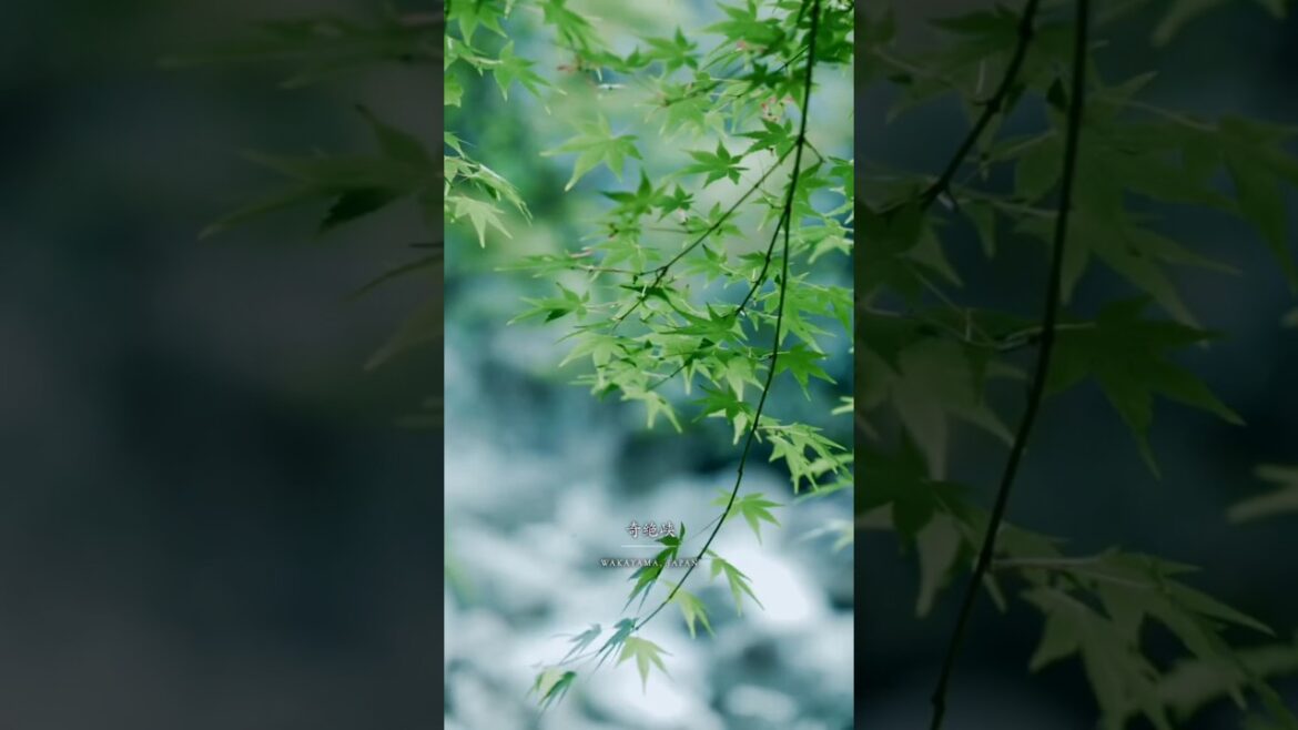 Kizekkyo Gorge [Wakayama]🇯🇵😍🤩#japan #japantravel #beautiful #subscribe #shorts #like #fyp