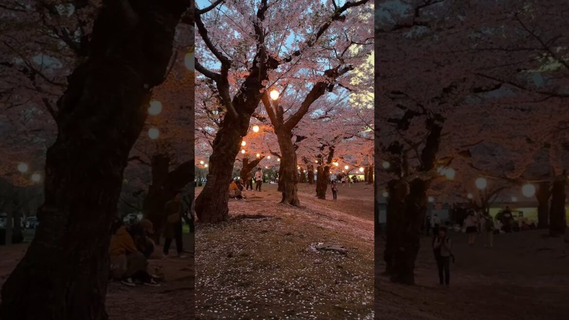 Goryokaku’s night sakura glow is pure magic. 🌸✨