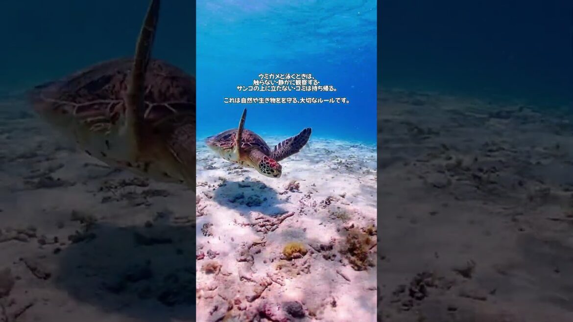 ウミガメと泳ぐ前に知っておきたいこと|宮古島・新城海岸の海ルール #travel ウミガメと泳ぐ前に知っておきたいこと|宮古島・新城海岸の海ルール #travel