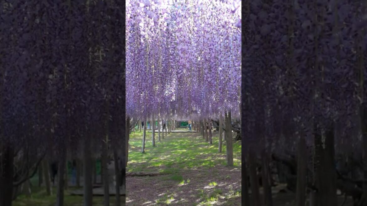 河内藤園 2025｜Kawachi Fujien Wisteria Garden #japantravel #Fuji #Wisteria #Kitakyushu #kyushu #藤 #紫藤花