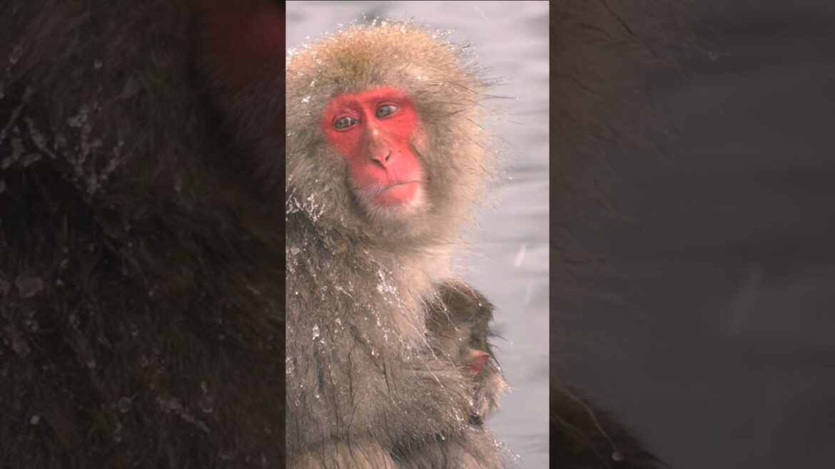 Monkeys bathing in hot springs #shorts #snowmonkey #nagano