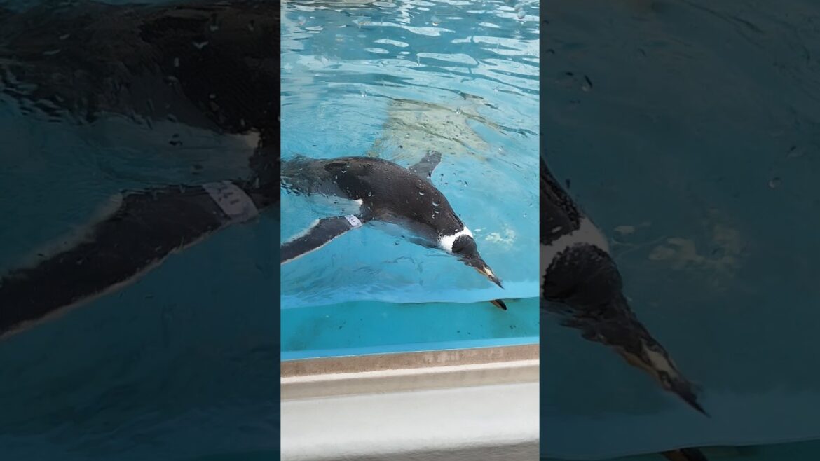 Penguin #shorts #youtubeshorts #ytshorts #foryou #penguin #ペンギン #otaruaquarium #aquarium #hokkaido Penguin #shorts #youtubeshorts #ytshorts #foryou #penguin #ペンギン #otaruaquarium #aquarium #hokkaido