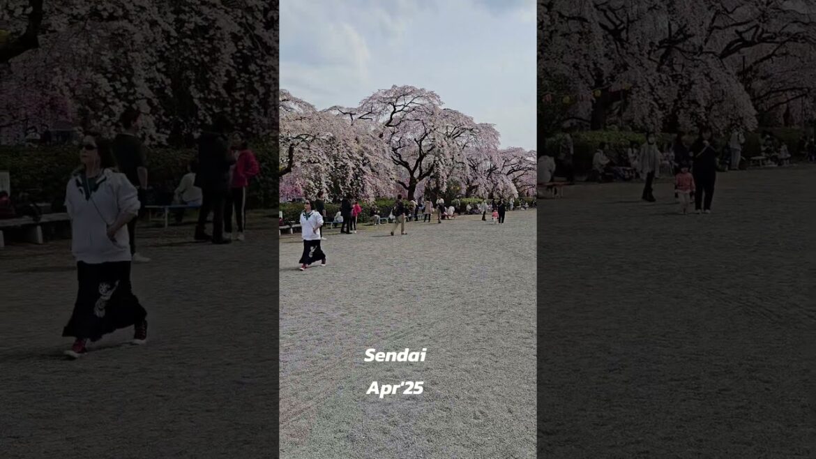 #japan #food #sendai #sakura