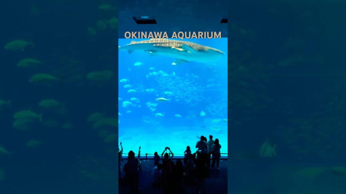 🐠73 km to ocean bliss ice swim aquarium thrill this ride is worth every minute #Okinawa