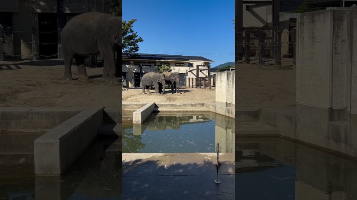 【KYOTO】Must-See Tourist Attraction – Kyoto City Zoo 【KYOTO】Must-See Tourist Attraction - Kyoto City Zoo