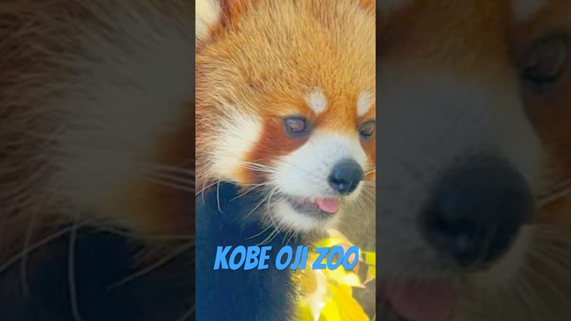 Red Panda Encounters! Fun at Ōji Zoo in Kobe, Japan Red Panda Encounters! Fun at Ōji Zoo in Kobe, Japan