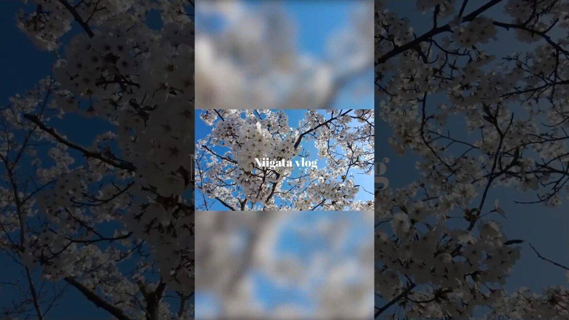 社会人の休日vlog-春の新潟女ひとり旅🌸 vlog 本編も見てください🌱 #新潟旅行 #ひとり旅 #一人旅 #shorts
