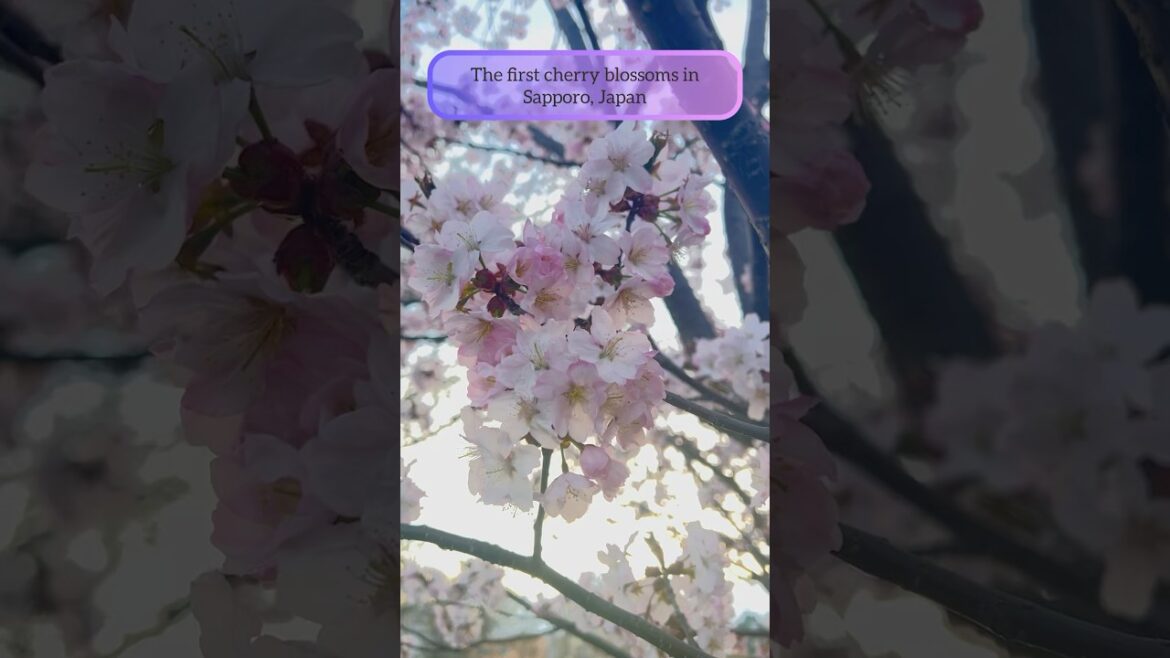 The first cherry blossoms in Sapporo, Japan