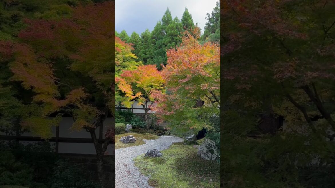 【KYOTO】 Must-See Red Leaves Spot in Quiet Garden - Sennyuji Temple