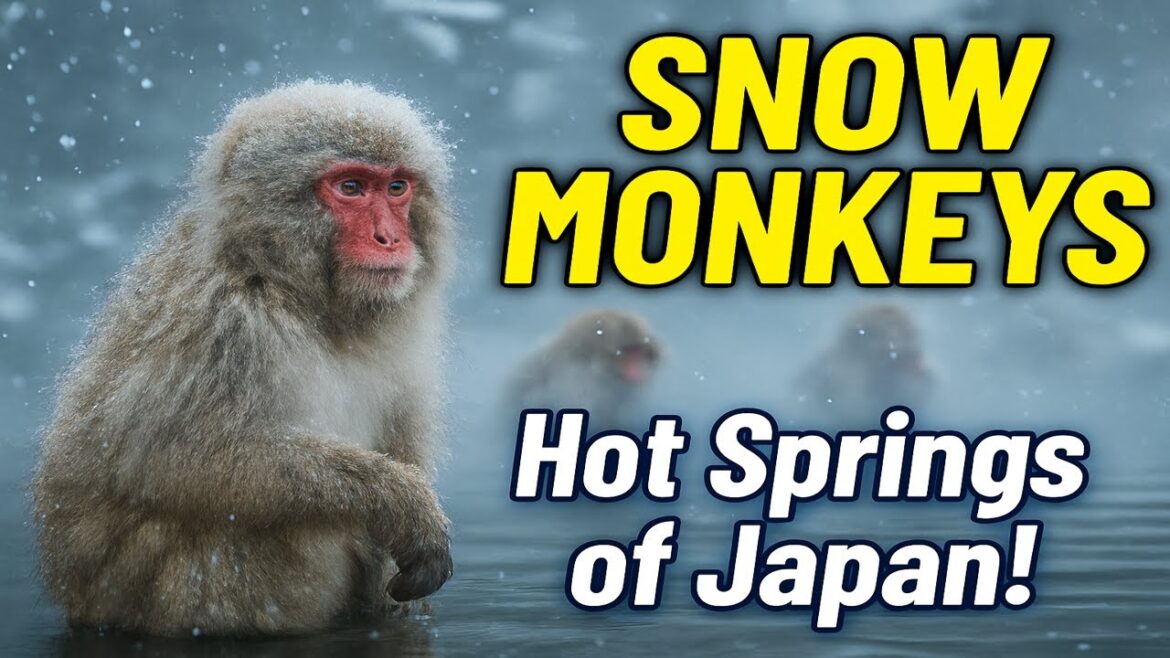 Wild Snow Monkeys Bathing in Secret Japanese Hot Springs | Japan Vlog Wild Snow Monkeys Bathing in Secret Japanese Hot Springs | Japan Vlog
