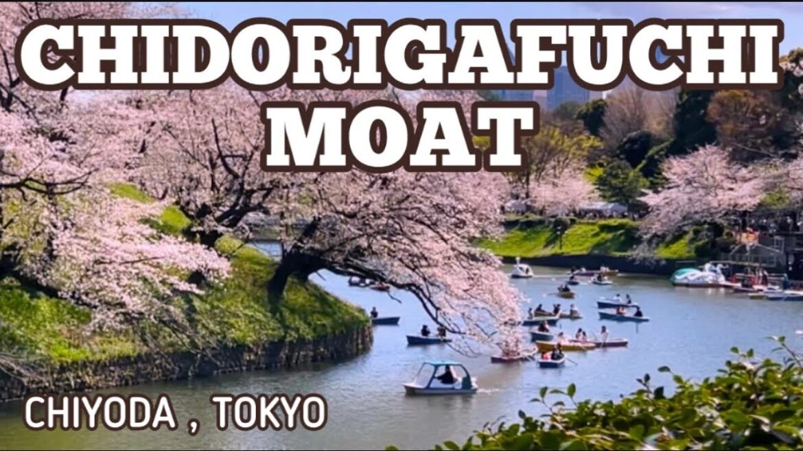 CHIDORIGAFUCHI MOAT FAMOUS FOR SAKURA VIEWING CHIDORIGAFUCHI MOAT FAMOUS FOR SAKURA VIEWING