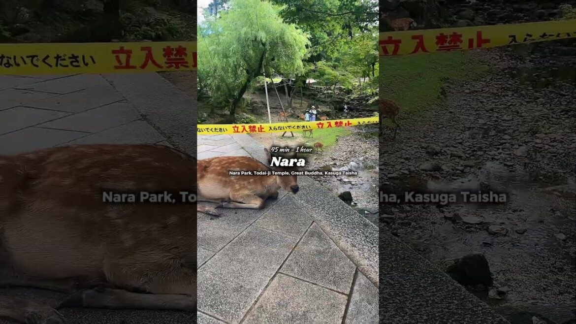 Subscribe for more content about Japan 🇯🇵 #japantravelseries #japanitinerary