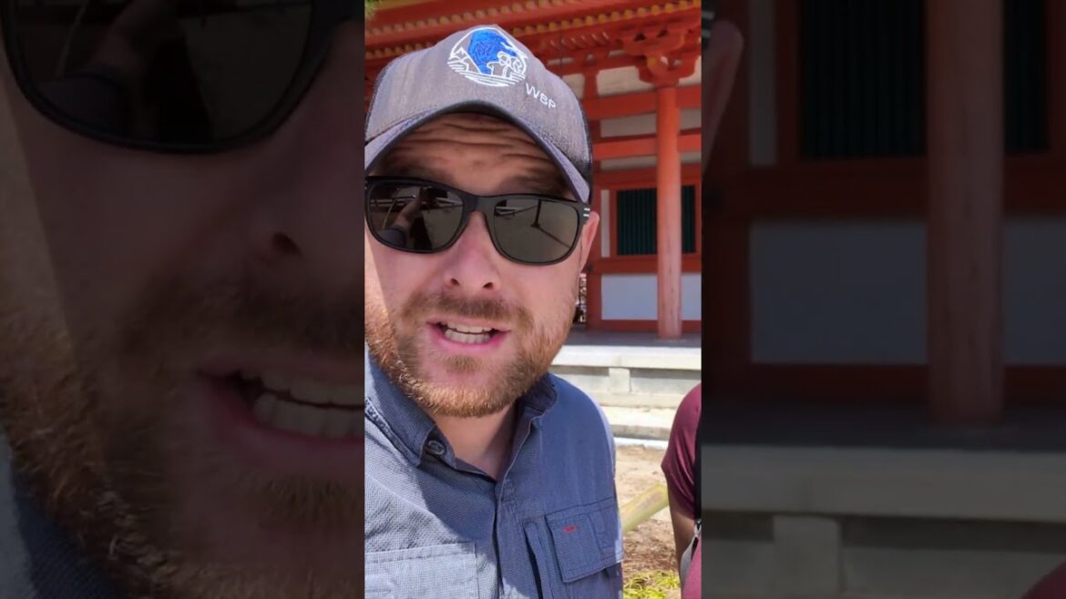 🇯🇵 Cherry Blossom Madness in Kyoto 🇯🇵 Cherry Blossom Madness in Kyoto