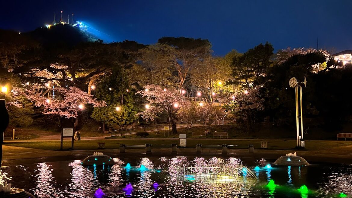北海道 函館公園の夜桜を見て回ろう 2025.5.3