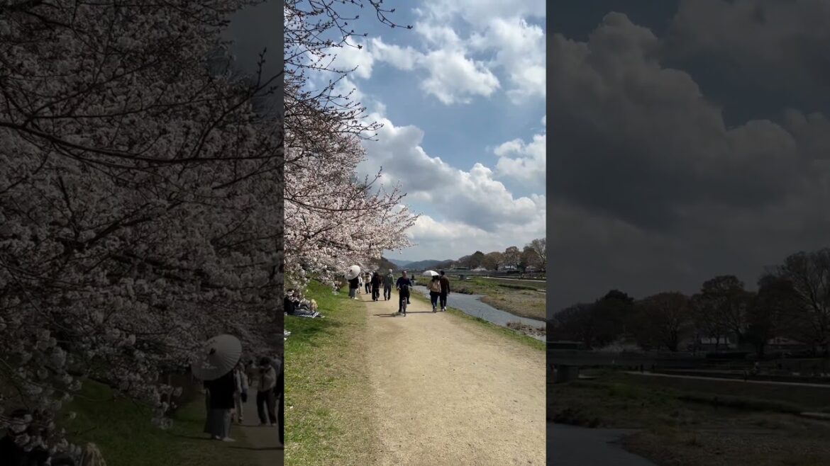 【KYOTO】 Must-See Hidden Gems - Nagaragi Street