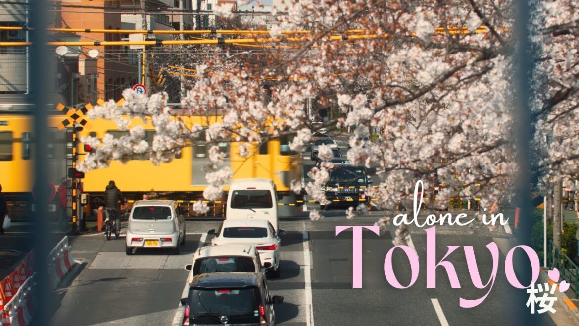 Tokyo Cherry Blossom Tour Pt.2 | 4 Spots in One Day | 2025 Tokyo Vlog