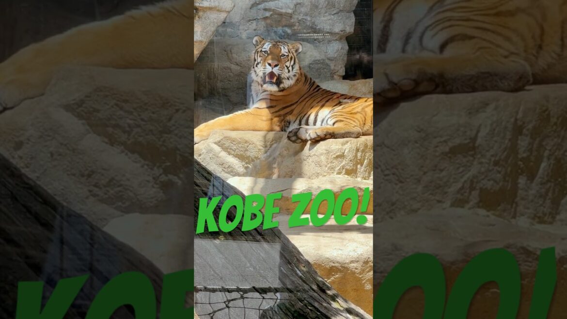 Up Close with Large Cats! A Whimsical Day at Ōji Zoo in Kobe, Japan Up Close with Large Cats! A Whimsical Day at Ōji Zoo in Kobe, Japan