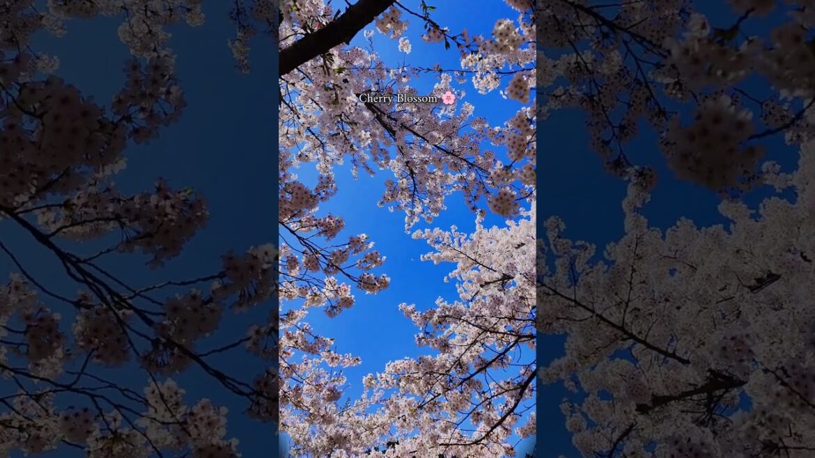 Cherry blossom Park Aomori Japan | Hirosaki Park Japan🇯🇵