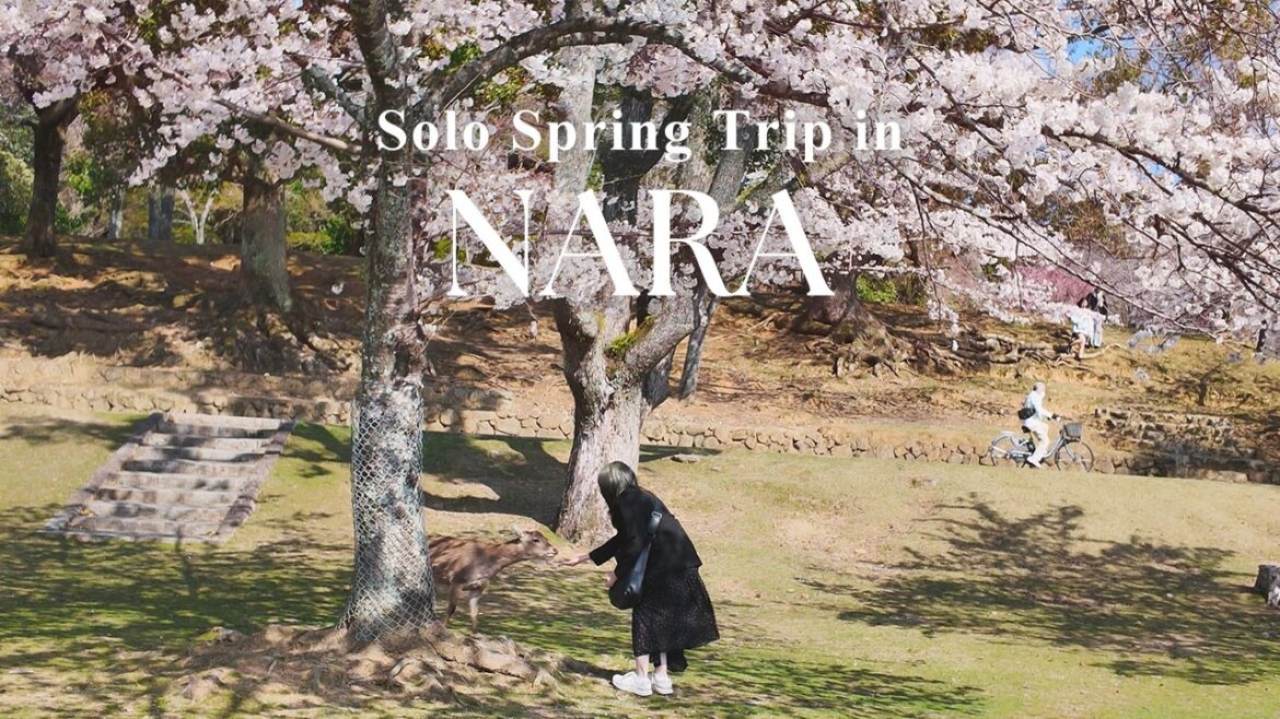 Cherry Blossoms in Nara Park 🦌🌸 | Solo Spring Trip in Japan