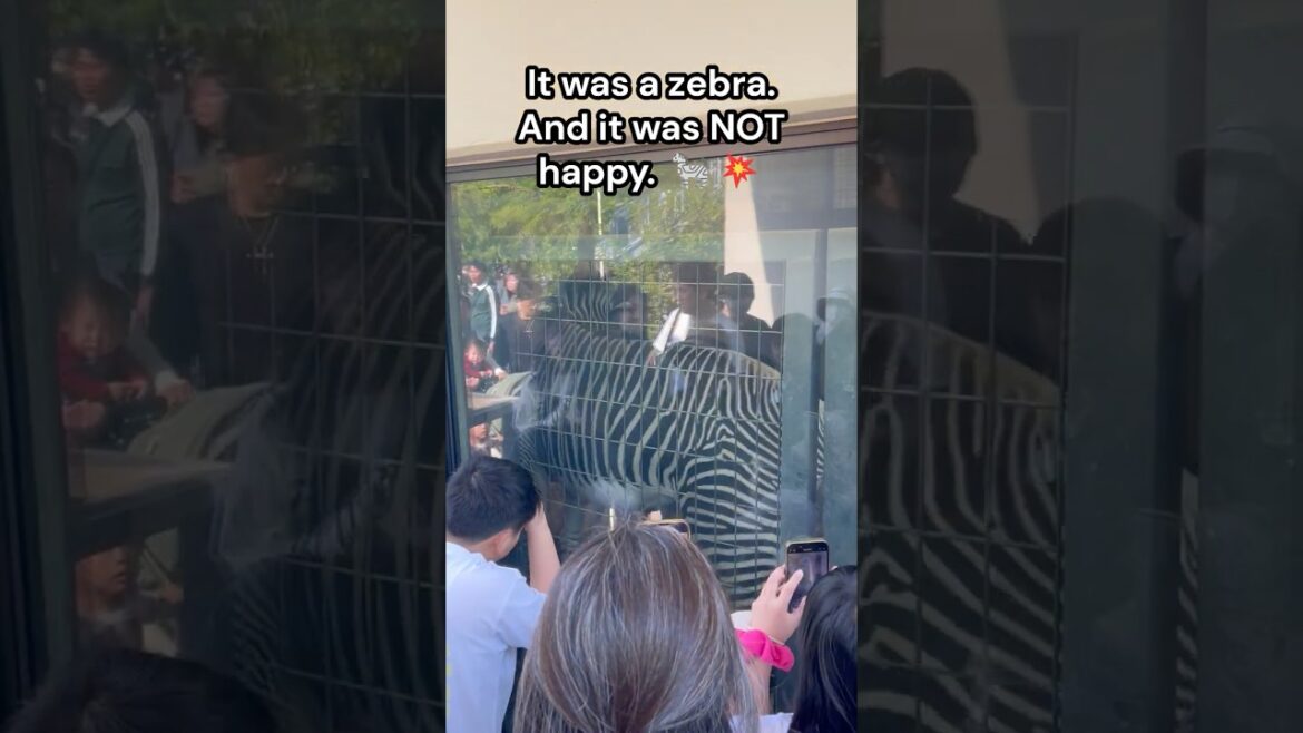 What’s Slamming the Door? | Kyoto City Zoo #Zebra #KyotoZoo #zoo #animals #japantravel #zoo