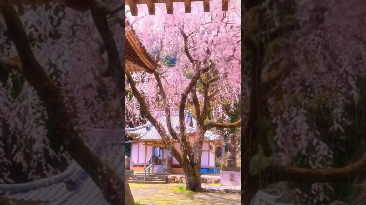 NEXT STOP IS ✈️: Saga 🇯🇵Japan #japan #japantravel #japanese #asia #travel