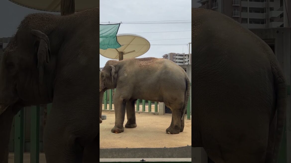 【KOBE】Must-See Tourist Attraction - Kobe Oji Zoo Elephant