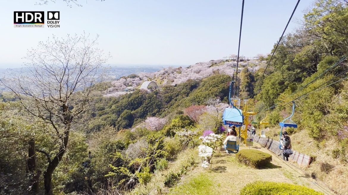 🌸Beautiful Cherry Blossom At Sumaura Sanjo Yuen Park | Kobe, Japan 🚃
