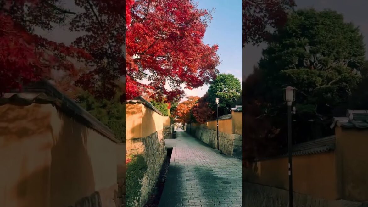 Chofu / 長府 #旅行 #japantravel #travel #japan #yamaguchi #山口県 #長府　#yamaguchi