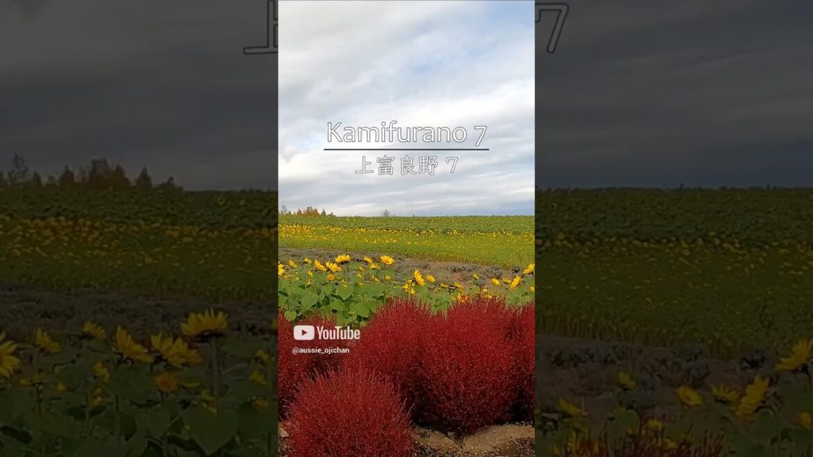 Kamifurano 7 - 上富良野 7