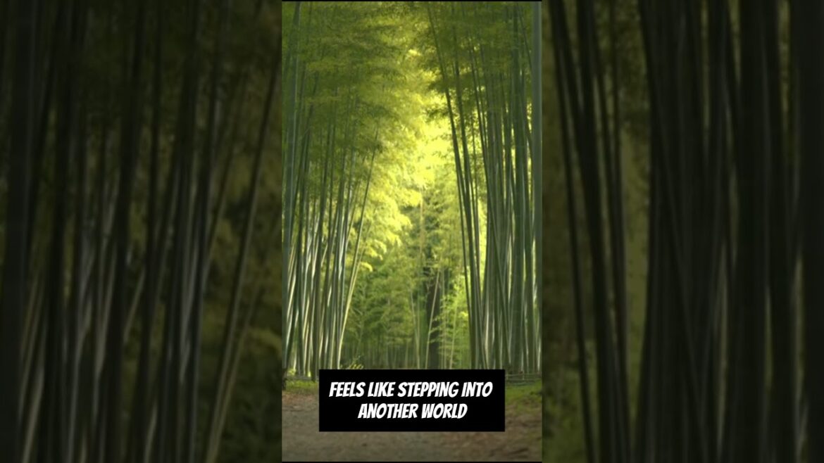 Top 5 Amazing Places in Japan Top 5 Amazing Places in Japan