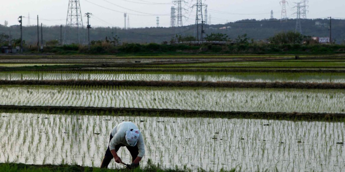 Japan’s ruling party balks at importing US rice as part of tariff deal Japan's ruling party balks at importing US rice as part of tariff deal