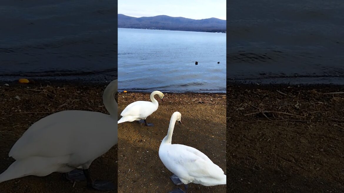 Lake Yamanaka #shorts #youtubeshorts #foryou #yamanakalake #peace #swan #白鳥 #mtfuji #ytshorts #japan Lake Yamanaka #shorts #youtubeshorts #foryou #yamanakalake #peace #swan #白鳥 #mtfuji #ytshorts #japan