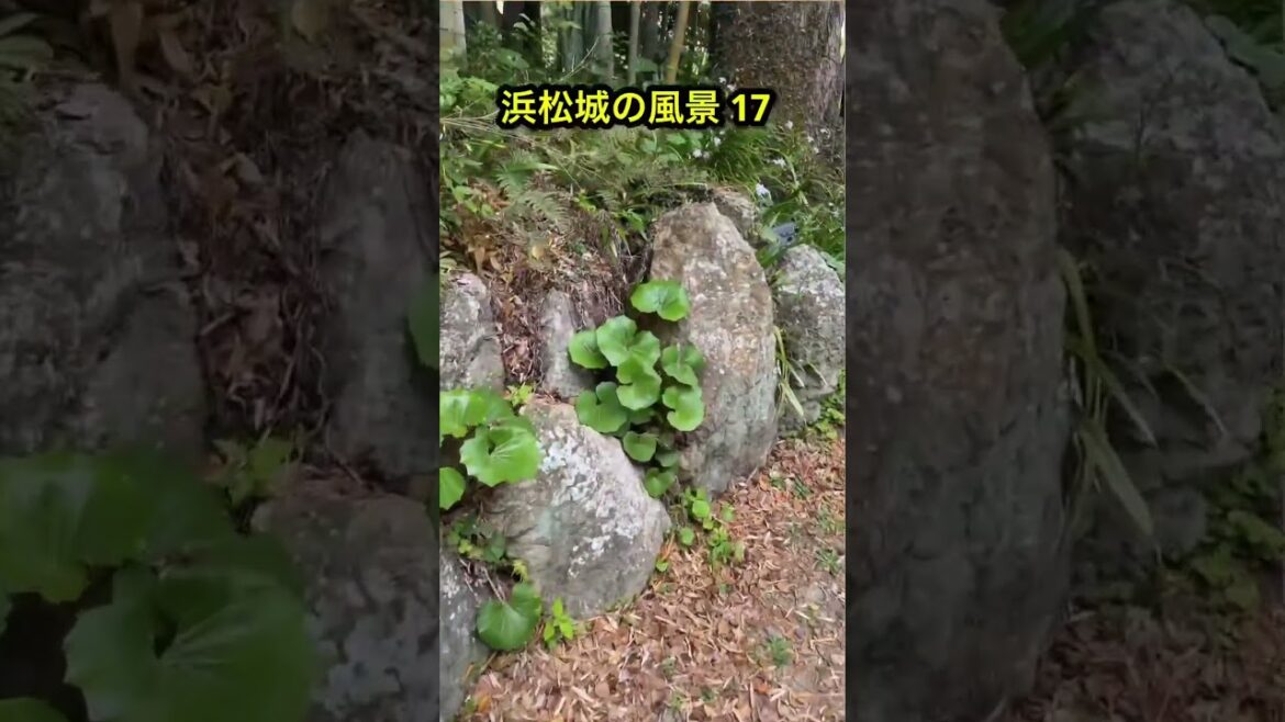 浜松城の景色17 #浜松城 #hamamatsucastle #歴史 #日本 #静岡